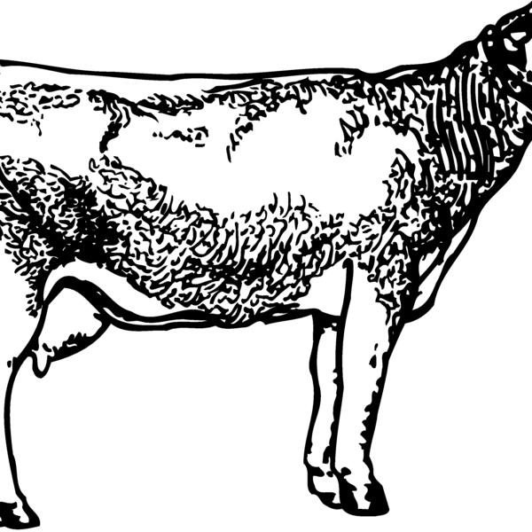 COW033 Thumbnail