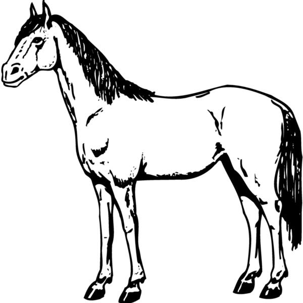 HORSE021 Thumbnail