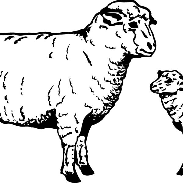 SHEEP010 Thumbnail