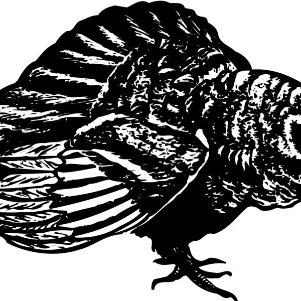 BIRD073 Thumbnail